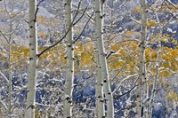Framed Rocky Mountains Aspen Grove Autumn Snows, Keebler Pass, Colorado