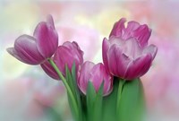 Framed Pastel Pink Blooming Tulips