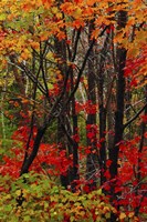 Framed Autumn Foliage At Acadia National Park, Maine