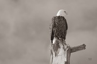 Framed Eagle Perch