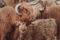 Framed Highland Cow Under Cover