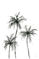 Framed Shadow Palms I