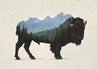 Framed Grand Teton Bison