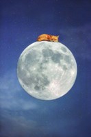 Framed Fox Sleeping on Moon