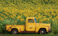Framed Yellow Vintage Sunflower Truck