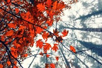 Framed Red Autumn Leaves