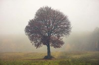 Framed Tree In The Mist