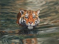 Framed Tiger Water Swimming