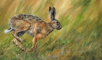 Framed Hare Running