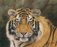 Framed Amur Tiger Portrait