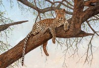Framed Leopard In Tree