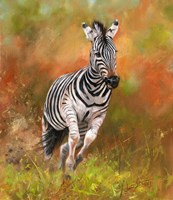 Framed Zebra Running