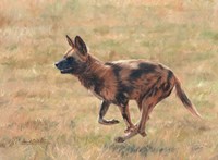 Framed African Wild Dog Running