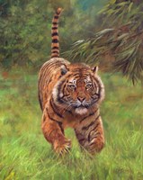 Framed Sumatran Tiger Running