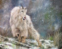 Framed Wild Mountain Goat