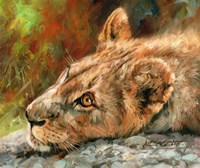 Framed Lion Cub Laying Down