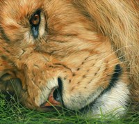 Framed Lion Sleeps