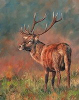 Framed Red Deer Stag 1620