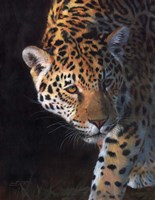 Framed Jaguar Portrait 2
