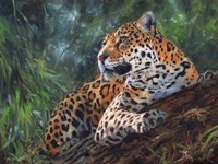 Framed Jaguar In Tree