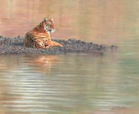 Framed Tiger Water Repose