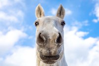 Framed White Horse