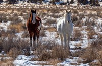 Framed Horses