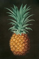 Framed Vintage Pineapple II