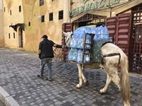 Framed Mule Carrying Water, Through the Medina in Fes, Morocco, Africa