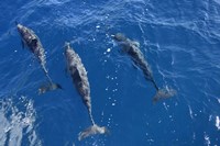 Framed Group Of Spinner Dolphins