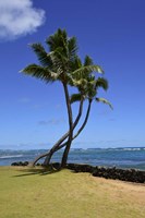 Framed Palm Trees on the Coast Of Hauula, Oahu, Hawaii