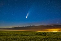 Framed Comet NEOWISE Over a Ripening Canola Field in Southern Alberta