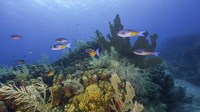 Framed Small Group Of Creole Wrasse Pass Over a Reef