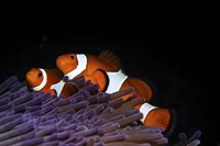 Framed Two Clownfish in Their Anemone Home