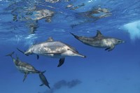 Framed Pod Of Spinner Dolphins Plays Near the Surface Of Red Sea