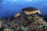 Framed Hawksbill Turtle Glides Over a Reef in Search Of a Meal