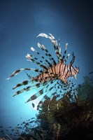 Framed Lionfish Hovers Over a Coral Reef As the Sun Sets