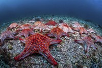 Framed Panamic Cushion Stars Gather On the Sea Floor