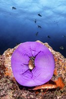 Framed Clownfish Peeks Out From a Purple Anemone