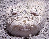 Framed Stargazer Fish Sits Buried in the Sand Waiting For Prey