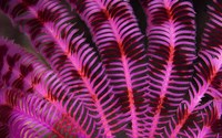Framed Pink and Red Crinoid