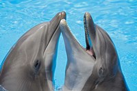 Framed Atlantic Bottlenose Dolphins