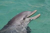 Framed Atlantic Bottlenose Dolphin