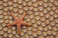 Framed Marble Starfish On Hard Coral, Fiji
