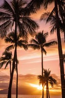 Framed Palm Trees At Sunset Of Maui, Hawaii