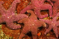 Framed Group Of Ochre Sea Stars