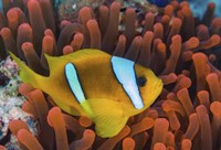 Framed Red Sea Clownfish