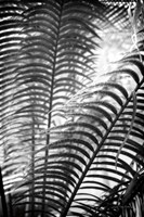 Framed Sunlit Palms II