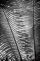 Framed Sunlit Palms I