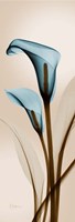 Framed Blue Calla Lily